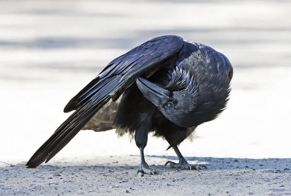 Cuervo Común Corvus Corax Preparando Sus Alas Algonquin Park Canadá — Foto de Stock