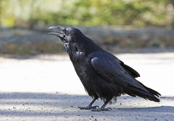 Ortak karga (Corvus corax) Algonquin Park, Amerika Birleşik Devletleri