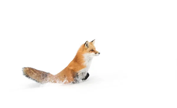 Rotfuchs Vulpes Vulpes Mit Buschigem Schwanz Spaziert Durch Den Schnee — Stockfoto