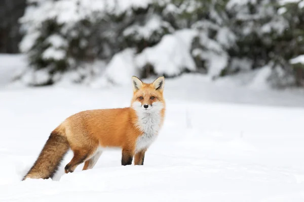 Red fox (Vulpes vulpes) with bushy tail walking through the snow in Algonquin Park in Canada