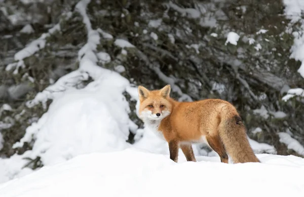 Kızıl Tilki (Vulpes vulpes) kışın Algonquin Park, Kanada