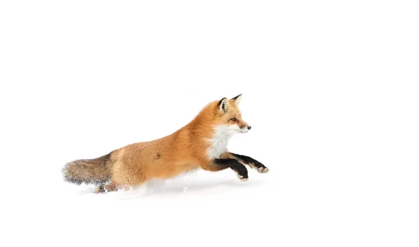 Red Fox Vulpes Vulpes Running Snow Winter Algonquin Park Canada — Stock Photo, Image