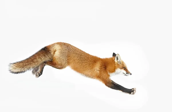 Zorro Rojo Vulpes Vulpes Corriendo Por Nieve Invierno Algonquin Park —  Fotos de Stock