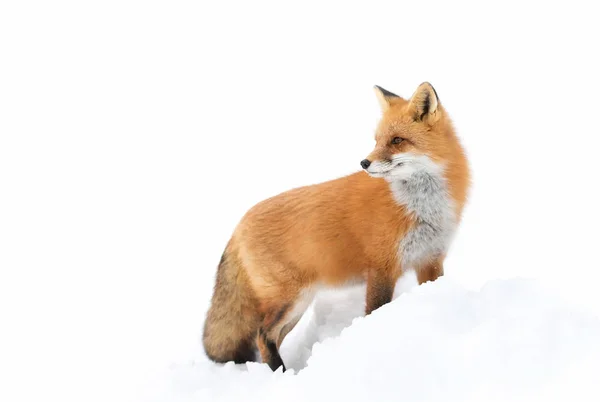 Red Fox Vulpes Vulpes Winter Algonquin Park Canada — Stock Photo, Image