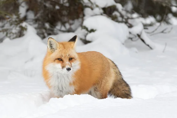 Κόκκινη Αλεπού Vulpes Vulpes Χειμώνα Algonquin Πάρκο Καναδάς — Φωτογραφία Αρχείου