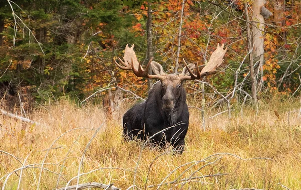 Bull Moose Alces Alces Pastando Uma Lagoa Outono Algonquin Park — Fotografia de Stock