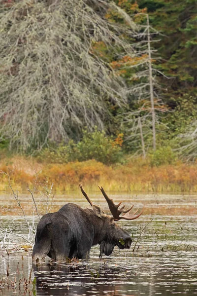 Alces Alces Algonquin 캐나다에서가 연못에 — 스톡 사진