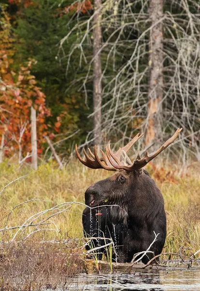 Bull Moose Alces Alces Pastando Estanque Otoño Algonquin Park Canadá —  Fotos de Stock
