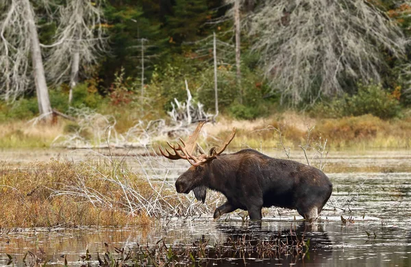 Alces Alces Algonquin 캐나다에서가 연못에 — 스톡 사진