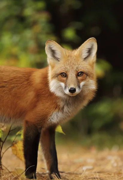 Rotfuchs Vulpes Vulpes Herbst Algonquin Park Kanada — Stockfoto