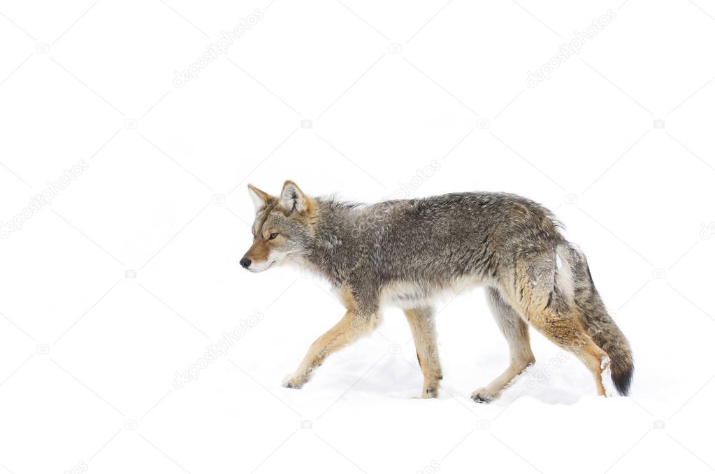 A lone coyote walking in the winter snow in Canada