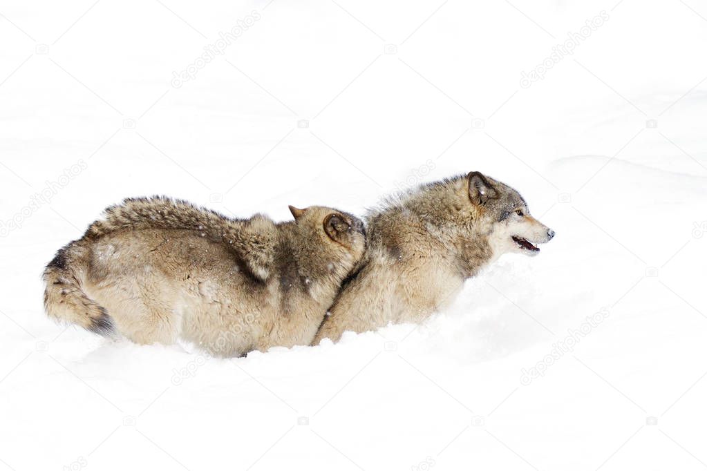Timber wolves or grey wolves (Canis lupus), isolated on white background, timber wolf pack standing in the falling snow in Canada