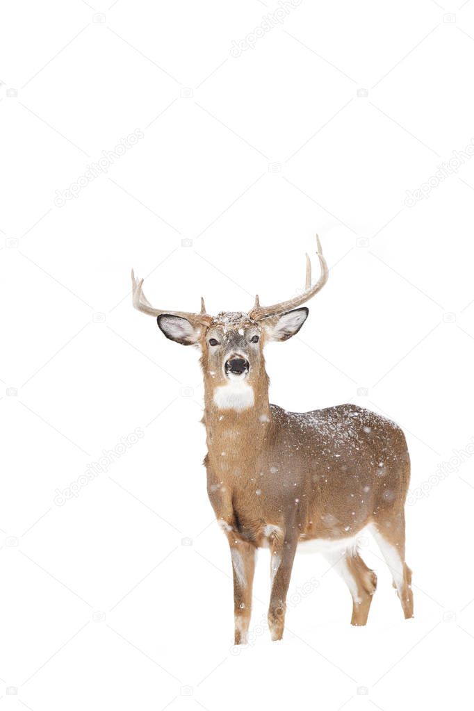 White-tailed deer buck in the falling snow
