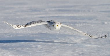 Kar baykuşu (Bubo scandiacus) bir kar üzerinde avcılık Kanada alanında kaplı