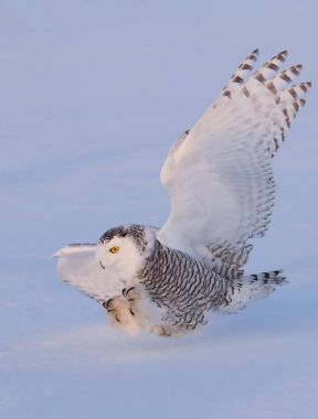 Kar baykuşu (Bubo scandiacus) bir kar üzerinde avcılık Kanada alanında kaplı