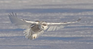 Snowy owl (Bubo scandiacus) hunting over a snow covered field in Canada clipart