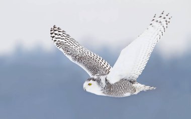 Kar baykuşu (Bubo scandiacus) bir kar üzerinde avcılık Kanada alanında kaplı