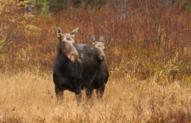 İnek mus ve buzağı (Alces alces) Algonquin Park, Amerika Birleşik Devletleri bir alanda aracılığıyla gezinme