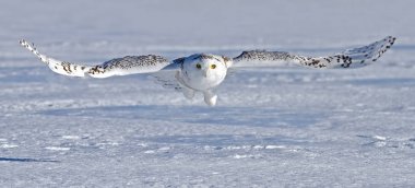 Kar baykuşu (Bubo scandiacus) bir kar üzerinde avcılık Kanada alanında kaplı