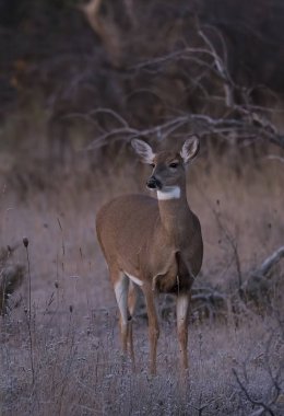Ormanda dolaşıp Ak kuyruklu geyik