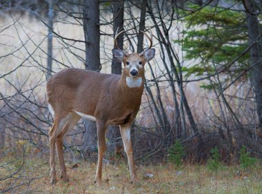 Ak kuyruklu geyik buck ormanda dolaşıp
