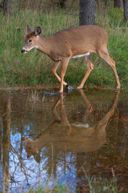 Ormanda dolaşıp Ak kuyruklu geyik