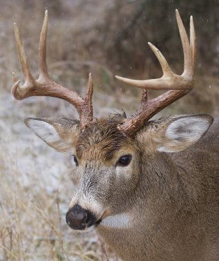 Ak kuyruklu geyik ayakta yağan kar sırasında rut Kanada'da buck