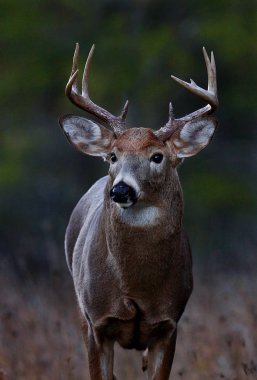 Ak kuyruklu geyik buck rut sırasında sonbahar ormandaki