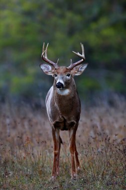 Ak kuyruklu geyik buck Kanada'da rut sırasında orman sonbahar