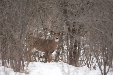 Ak kuyruklu geyik buck kış kar