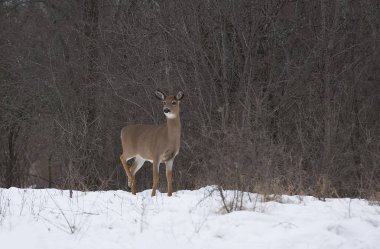 Ak kuyruklu geyik buck Kanada'da rut sırasında kış çayırda