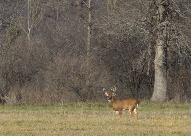 Ak kuyruklu geyik buck Kanada'da rut sırasında sonbahar bir çayırda