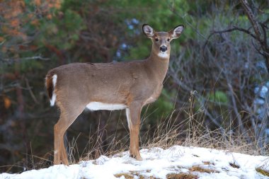 Ak kuyruklu geyik Kanada'da rut sırasında kış çayırda