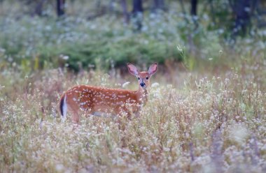 Ak kuyruklu geyik geyik yavrusu çayırda yürüyüş
