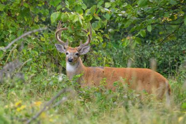 Ak kuyruklu geyik buck bir çayırlarda baharda yürüyüş kadife boynuzları ile