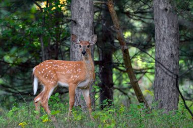 Ak kuyruklu geyik geyik yavrusu ormanda yürüyüş
