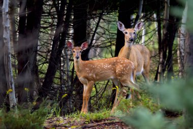 White-tailed deer fawn and doe in the forest clipart