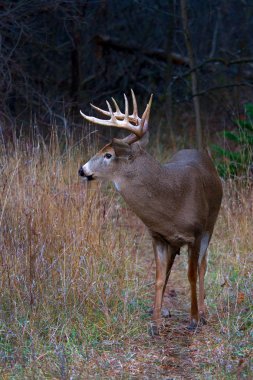 Ak kuyruklu geyik buck Kanada'da rut sırasında sonbahar bir çayırda
