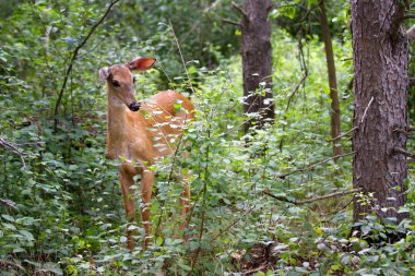 Ak kuyruklu geyik geyik yavrusu ormanda
