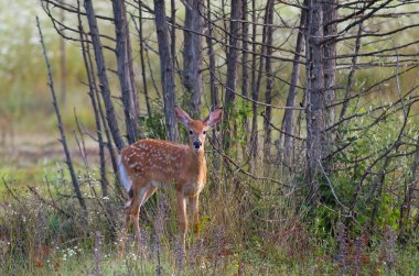 Ak kuyruklu geyik geyik yavrusu ormanda