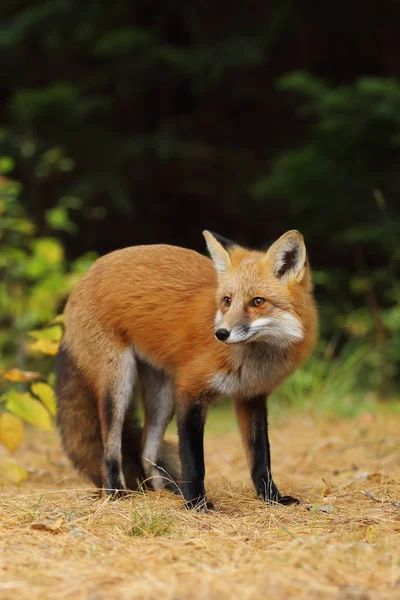 红色狐狸 狐狸狐狸 在秋天在阿冈昆公园 加拿大 — 图库照片