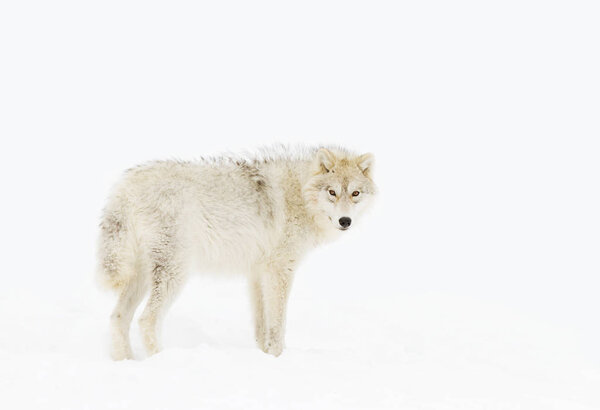 Arctic wolf (Canis lupus arctos) walking in the winter snow