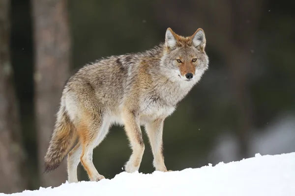 Lone Coyote Walking Winter Snow Canada — Stock Photo, Image