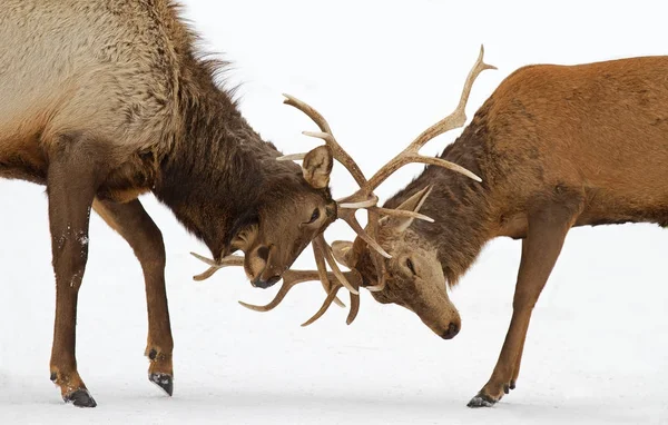 Two Bull Elk Large Antlers Fighting Winter Snow — Photo