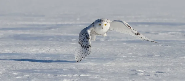 Snowy Owl Bubo Scandiacus Hunting Snow Covered Field Canada — Stock Photo, Image