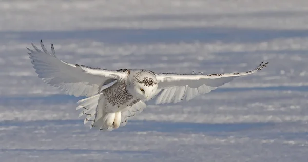Snowy Owl Bubo Scandiacus Hunting Snow Covered Field Canada — Stock Photo, Image