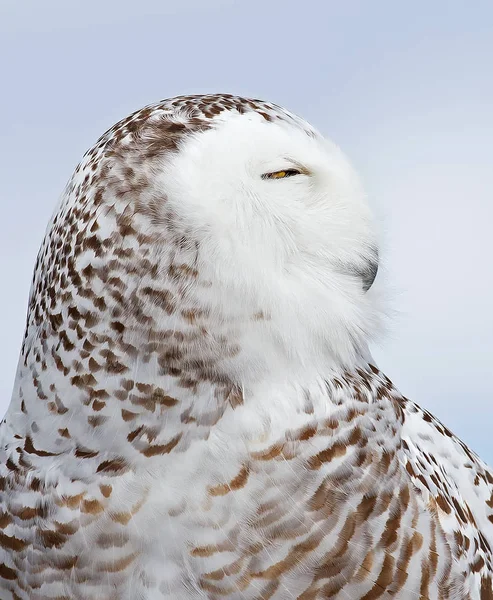 Snowy Owl Bubo Scandiacus Närbild Kanada — Stockfoto