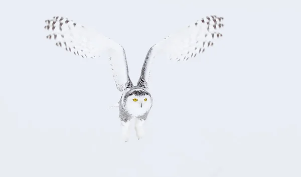 Снежная Сова Bubo Scandiacus Охотящаяся Заснеженное Поле Канаде — стоковое фото