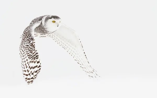 Snowy Owl Bubo Scandiacus Jakt Över Snötäckta Omfattas Fält Kanada — Stockfoto