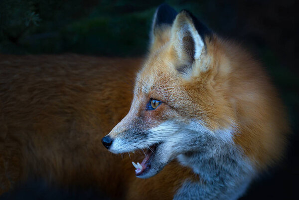 Red fox (Vulpes vulpes) closeup in autumn in Algonquin Park, Canada